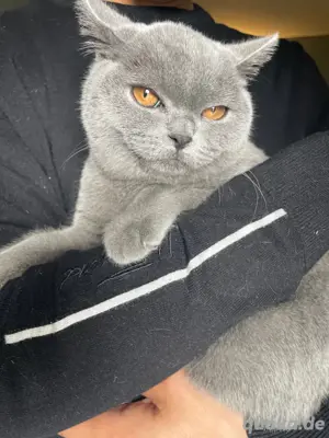 Bkh Kitten