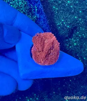 Acanthastrea Bowerbanki Ultra Red Meerwasser Koralle