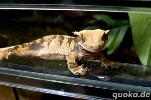 1.0 Kronengecko (  Correlophus ciliatus)  Männchen ohne Schwanz