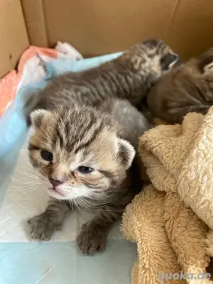 Baby Kitten