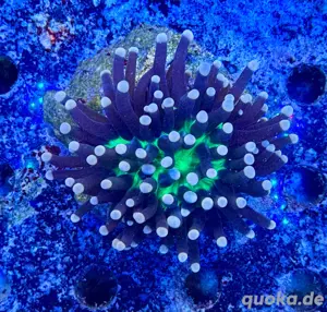 Euphyllia Joker Torch Meerwasser Koralle