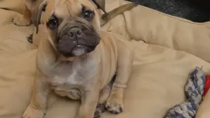  English Bulldoggenwelpen freiatmig  mit Ahnentafel 