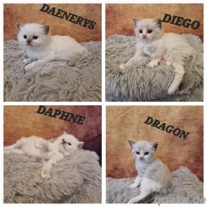 ragdoll kitten sehr verschmust