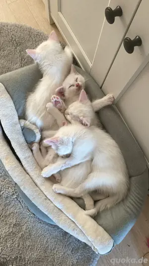 2 Baby katzen zu verkaufen 