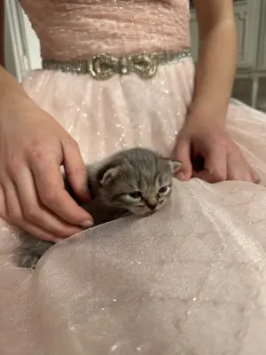 Kitten Bengal Bkh Junge