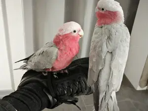 2 Rosakakadu Hennen abzugeben.