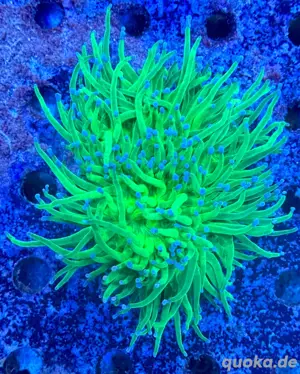Euphyllia Glabrescens Green Latern Meerwasser Koralle