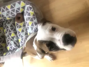 Bully xl welpe welpe 