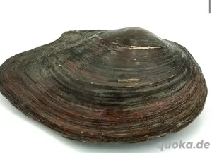 Jumbo Teichmuscheln 13-18cm