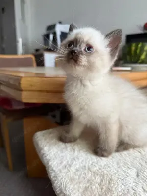 BKH Katzen