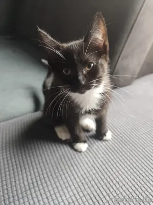 2 kleine Katzen in gute Hände abzugeben 