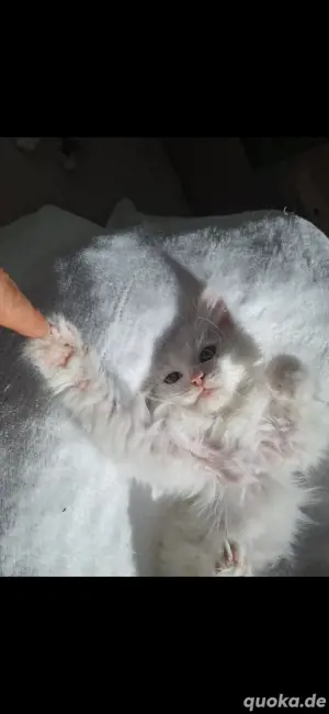 sibirische Katze mit FIFé Stammbaum Waldkatze Kitten