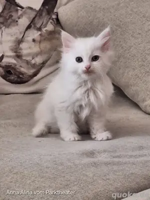 sibirische Katze mit FIFé Stammbaum Waldkatze Kitten
