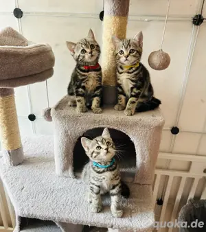 Whiskas Katerchen(BKH)