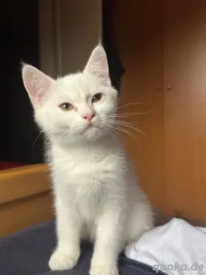 BKH Katze 