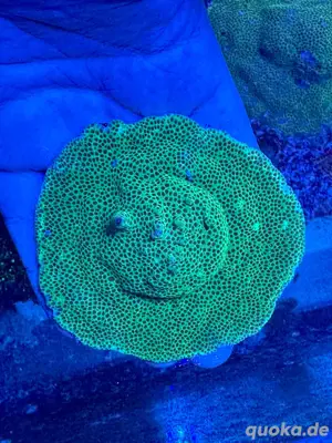 Montipora The Grinch Meerwasser Koralle