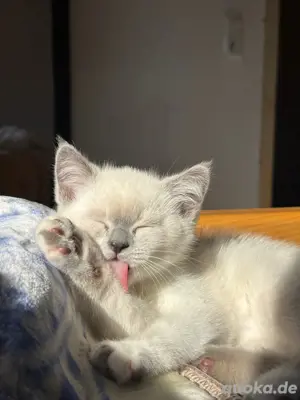 BKH Kater 