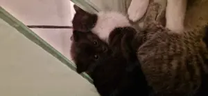 Kitten Mix BKH