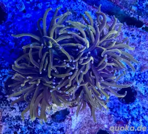 Euphyllia Glabrescens Black Panther Meerwasser Koralle