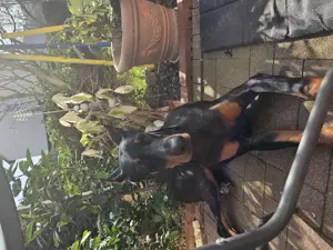 Dobermann rüde 1jahr kupiert 