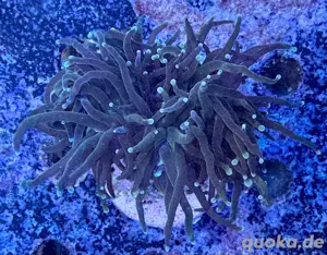 Euphyllia Glabrescens Master Torch Meerwasser Koralle