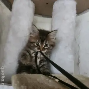 maine coon