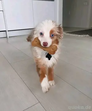 Australian Shepherd Welpen zur Adoption.