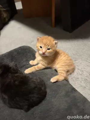 baby kitten suchen neues zuhause