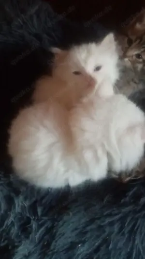 Bkh -Mix Baby zucht neues Zuhause 