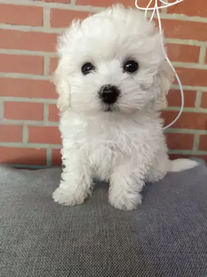 Bichon havanezi 