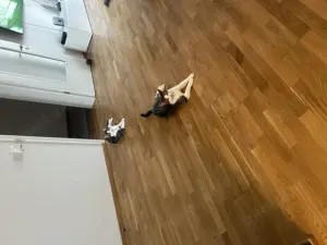 Hauskatzen