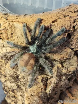 Vogelspinne Caribena versicolor weiblich 4cm KL