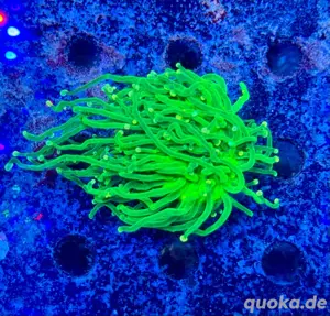Euphyllia Glabrescens Rasta Torch Meerwasser Koralle