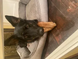 Liebevolle Hundebetreuung - Privat & sehr Spontan