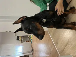 Dobermann Welpe 24 Wochen alt 