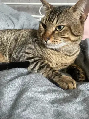 EKH kater 