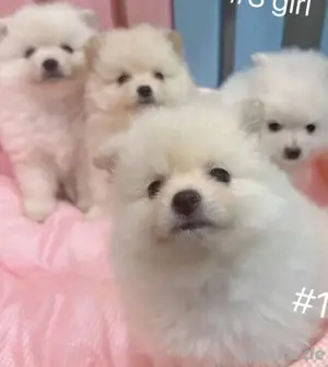 Zwergspitz-Pomeranians welpen verfügbar