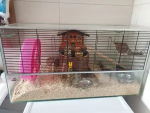 Zwei super süße Handzahme Farbmäuse mit Käfig und Zubehör.