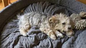 Bolonka Zwetna Welpe Bild 10