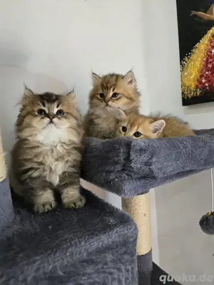 BKH und BLH Kitty 