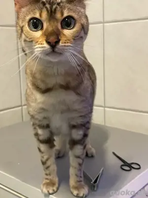 2 Bengal Katzen suchen dringend 
