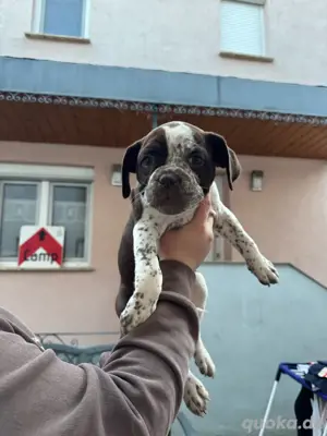 Oldenglisch Bulldoggen mix