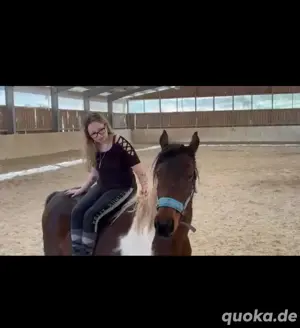 5 jährige rohe stute dringend 