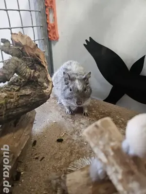 degus 3 männchen