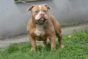 American Bully welpen 