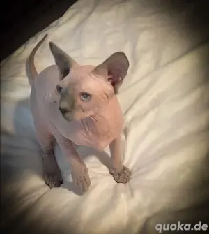 Wunderschöne Sphynx-Kätzchen