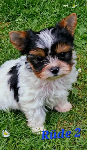 Biewer Yorkshire Terrier 2 kleine Rüden
