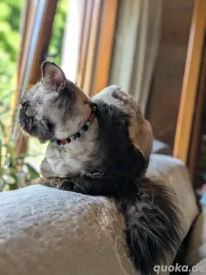 Katzen & Katzenbabys in Saarlouis kaufen, verkaufen & zu verschenken
