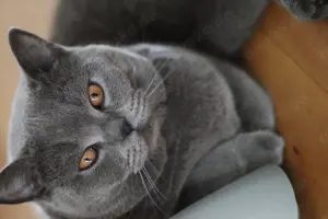 2 Wunderschöne BKH Kater 