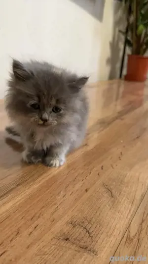 Zwei schöne Katzenbabys